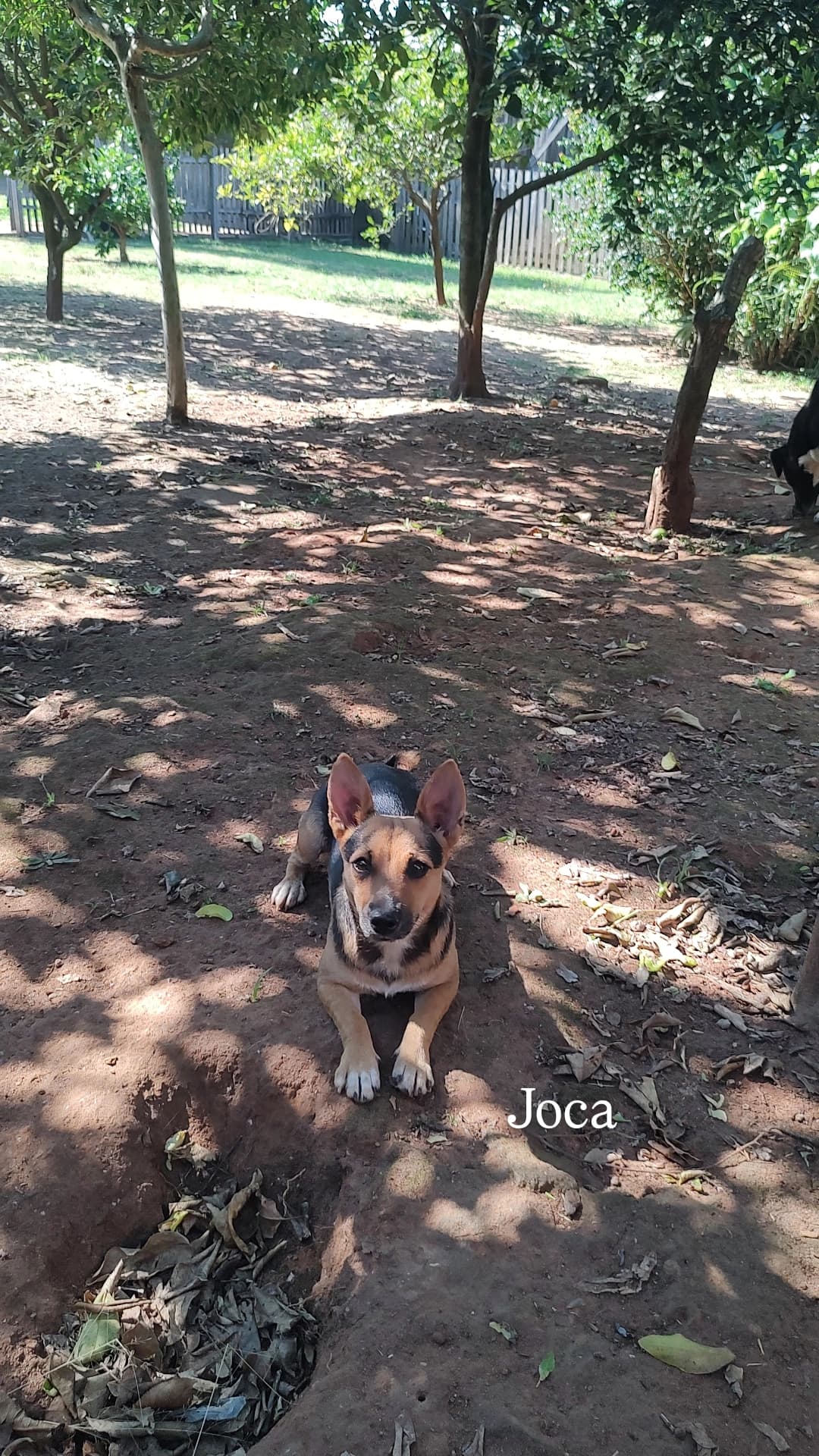 Joca