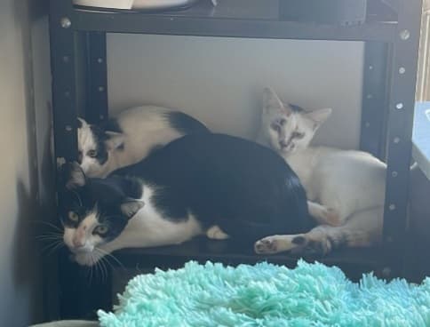 Xiru, Feijao e Megan