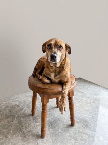 Tigrão