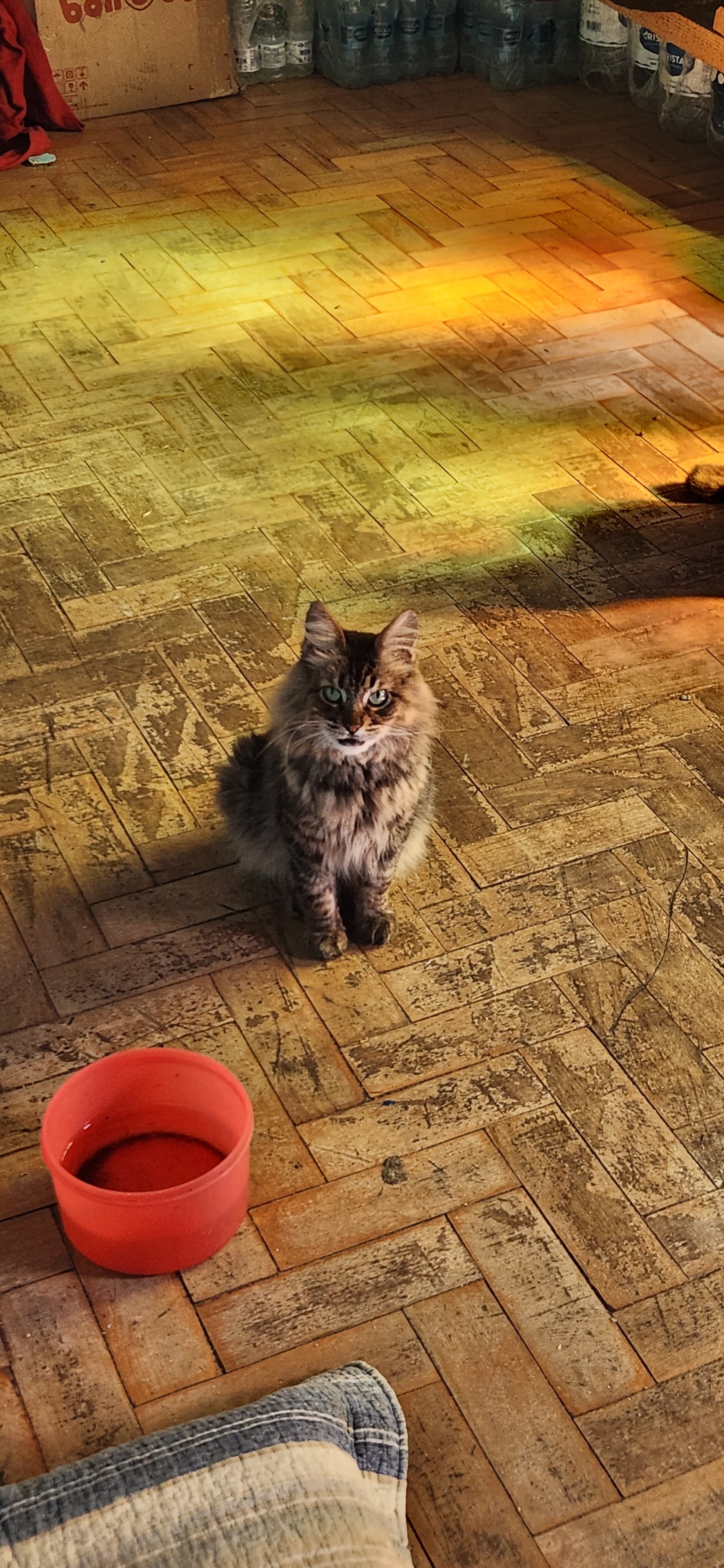 Bastet