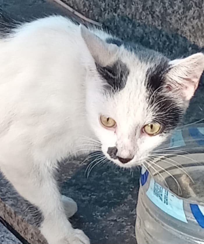 Xiru, Feijao e Megan