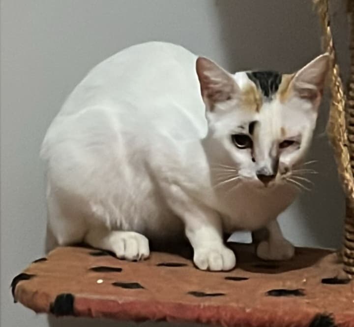 Xiru, Feijao e Megan