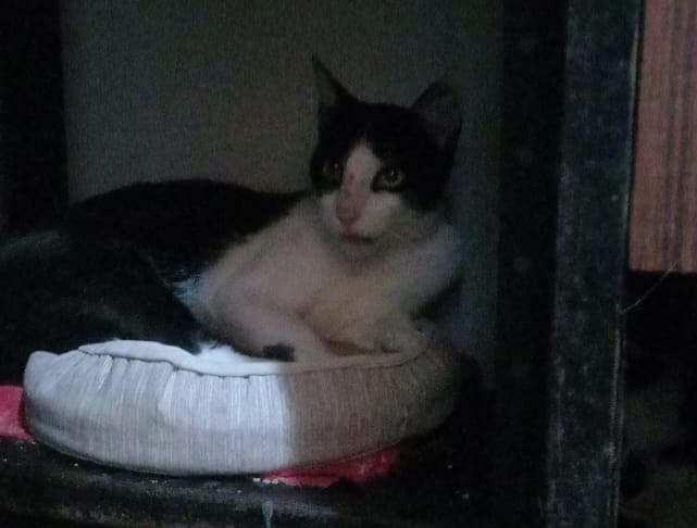 Xiru, Feijao e Megan