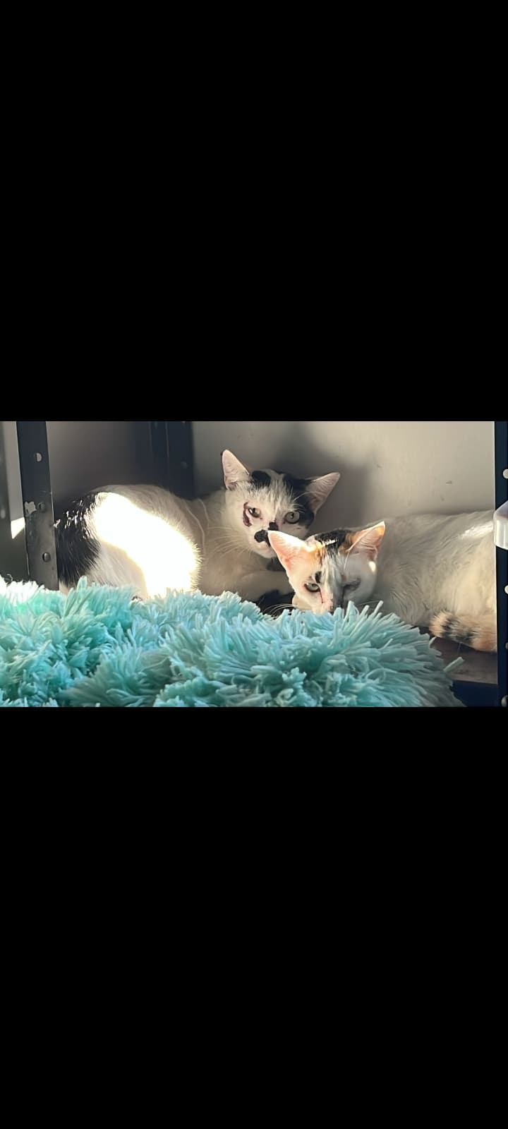 Xiru, Feijao e Megan