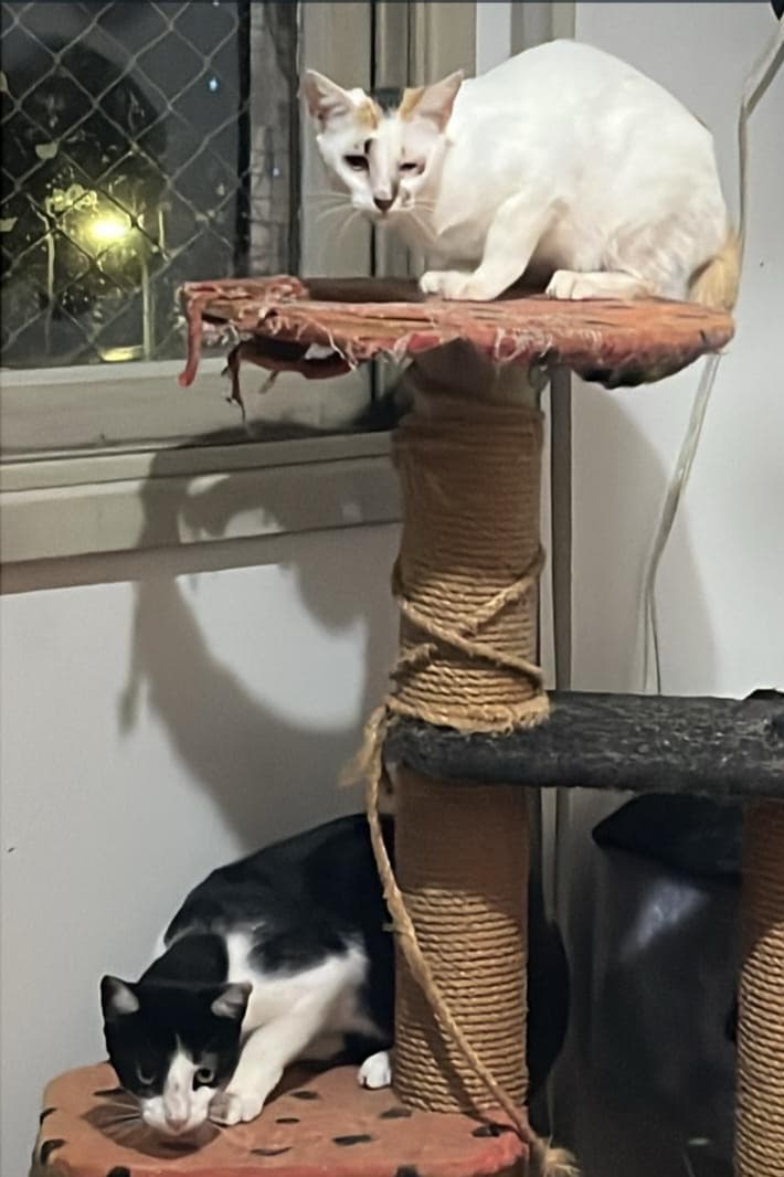 Xiru, Feijao e Megan