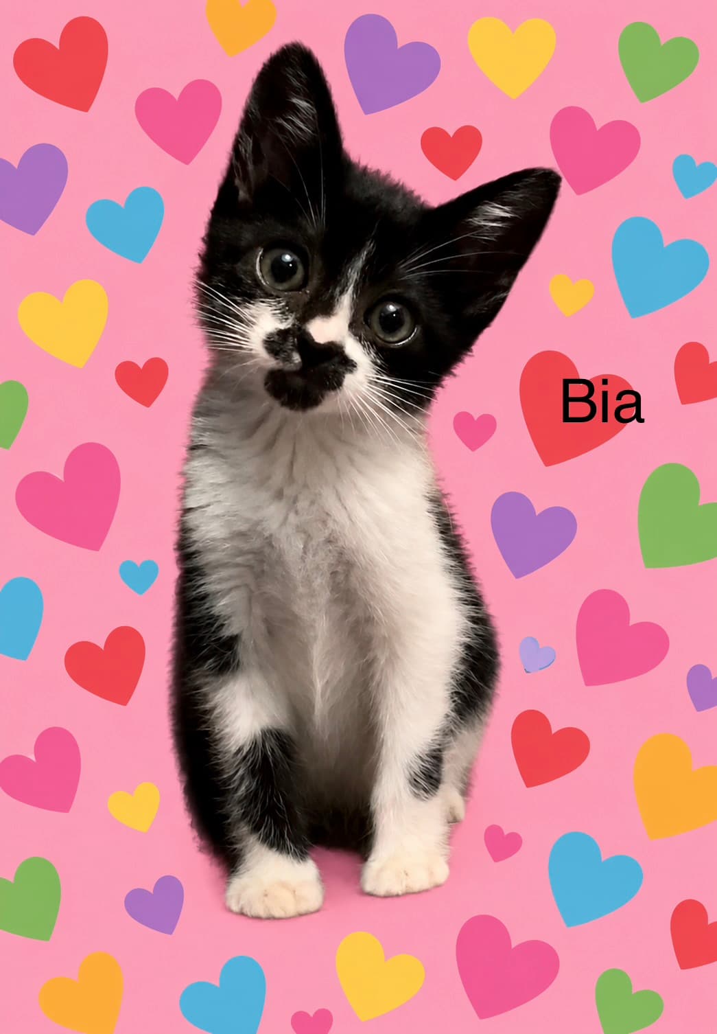 Bia