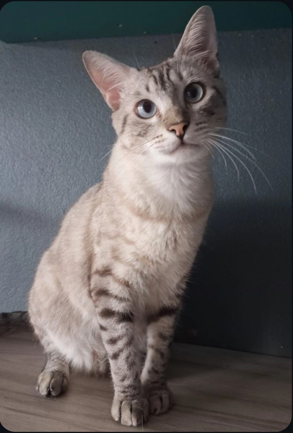 Floki
