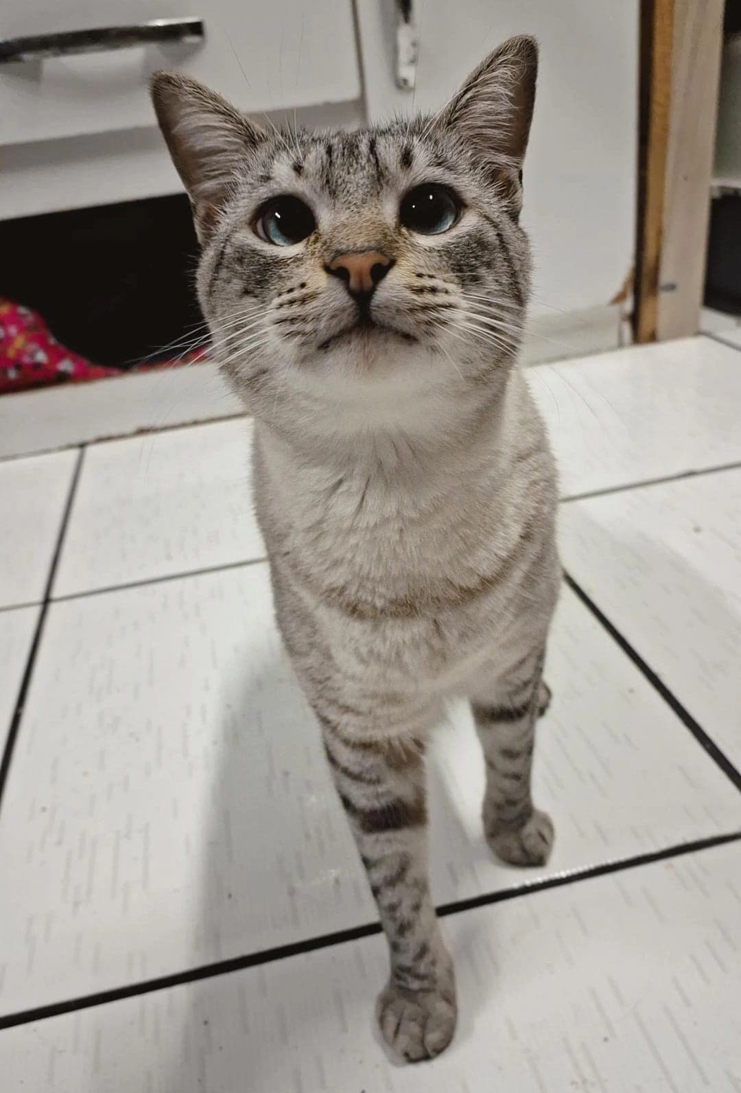 Floki