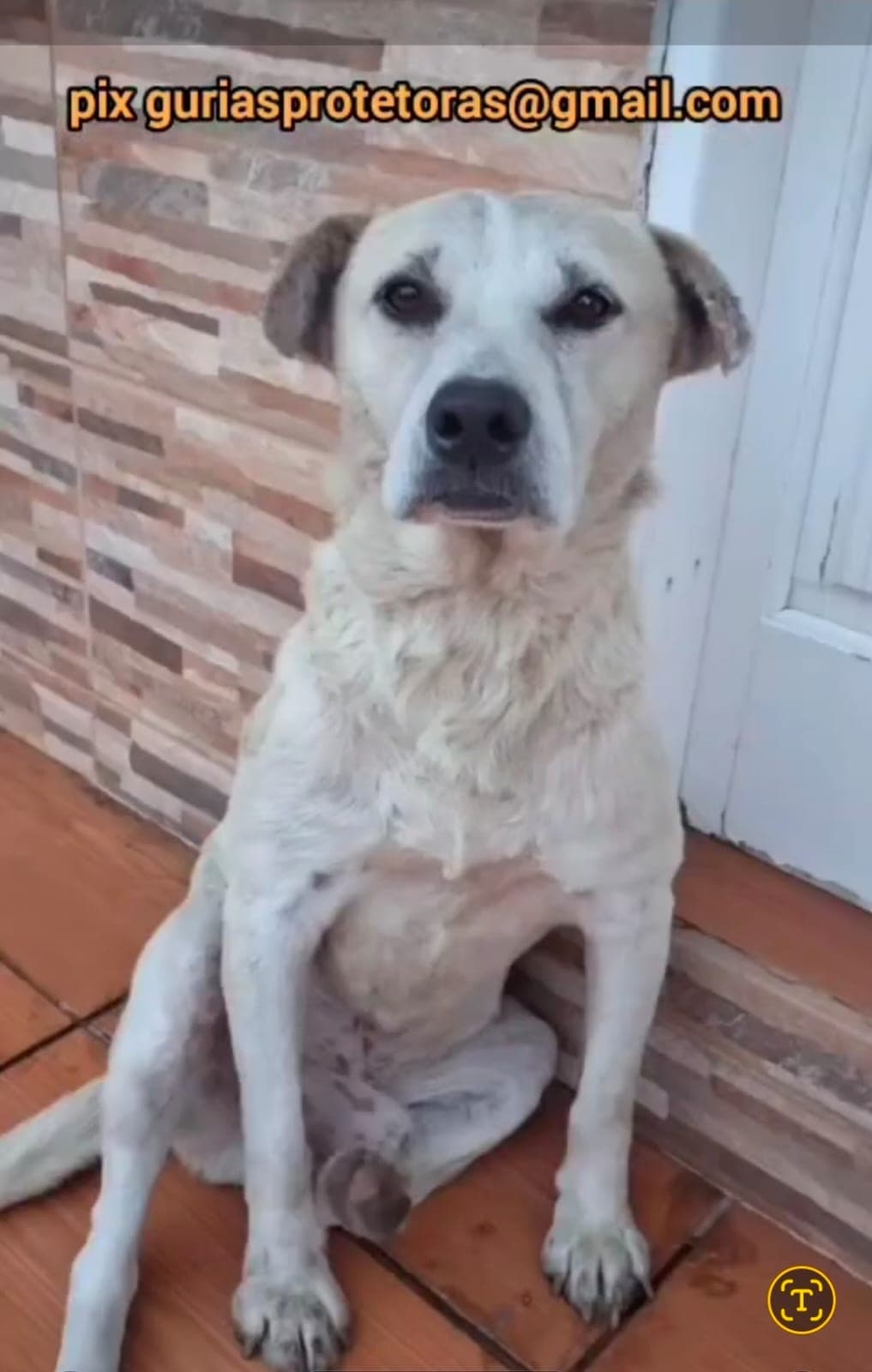 Capitão