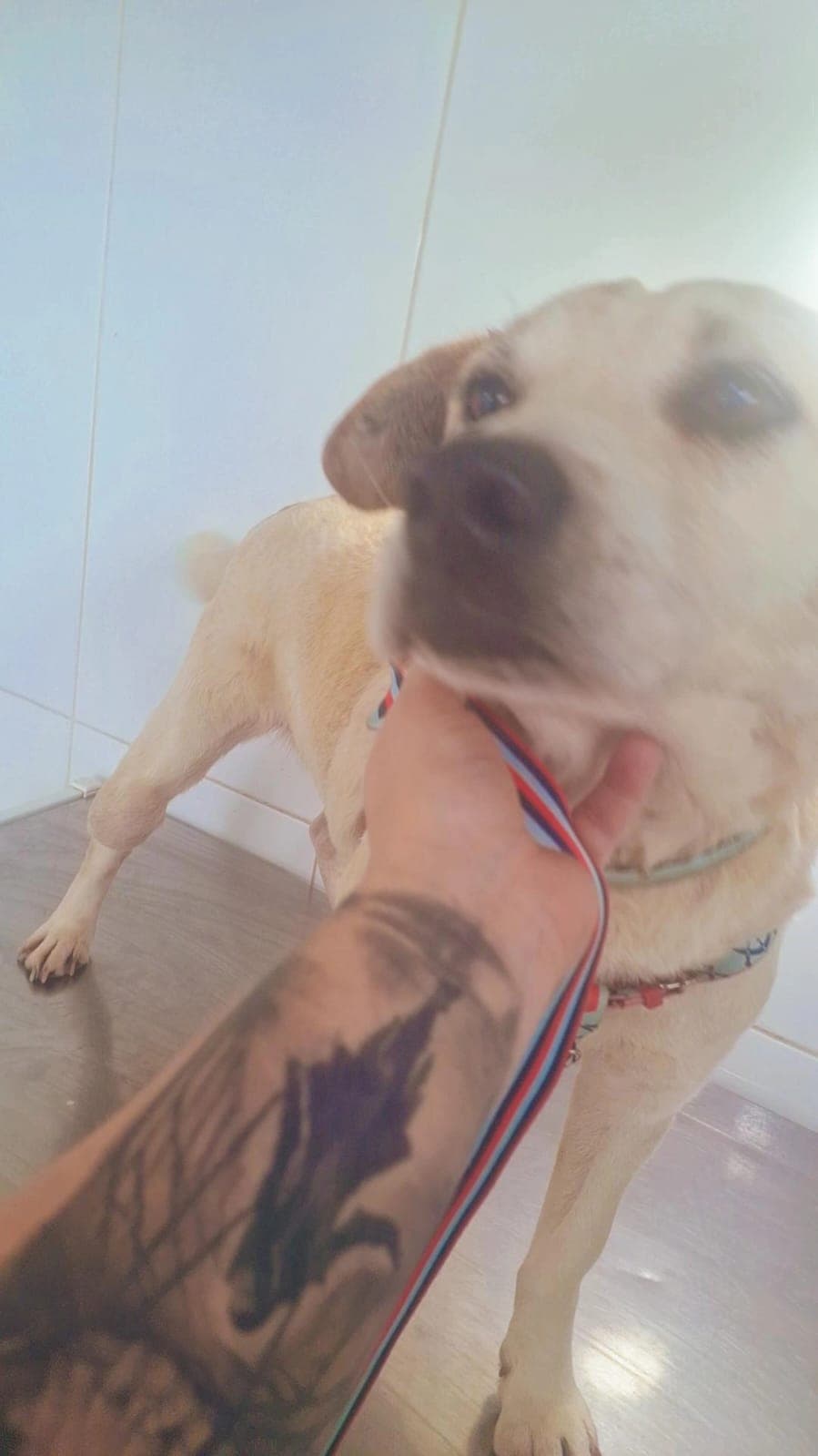 Capitão
